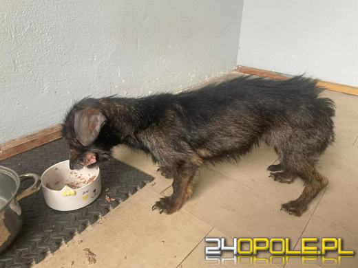 Siedem psów w stanie skrajnego wyniszczenia. Trwa walka o ich życie