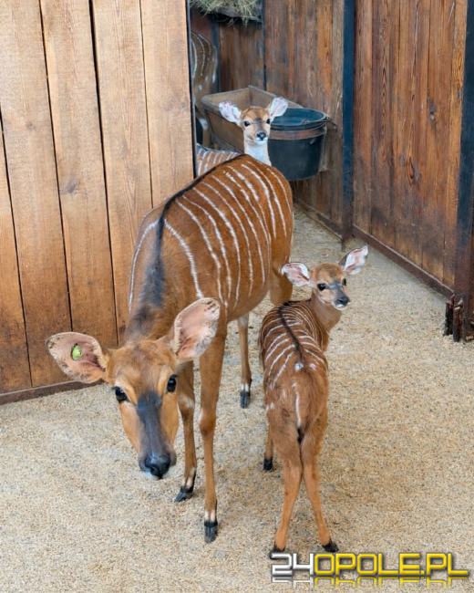 Narodziny w opolskim zoo. Trwa konkurs na imię dla młodej niali