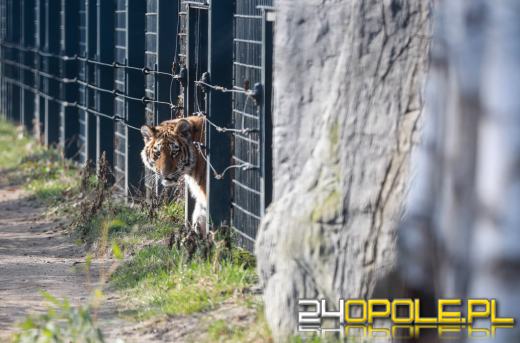 Młode tygrysice Tajga i Tundra po raz pierwszy na zewnętrznym wybiegu w opolskim zoo