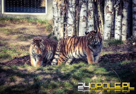 Młode tygrysice Tajga i Tundra po raz pierwszy na zewnętrznym wybiegu w opolskim zoo