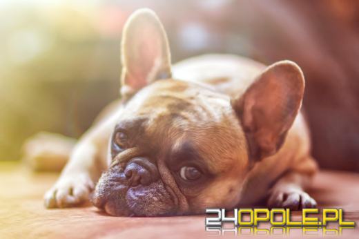 Fundacja Viva! krytycznie o propozycjach zmian w przepisach dotyczących zwierząt