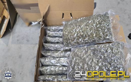 Policjanci zabezpieczyli marihuanę wartą 2,5 miliona złotych