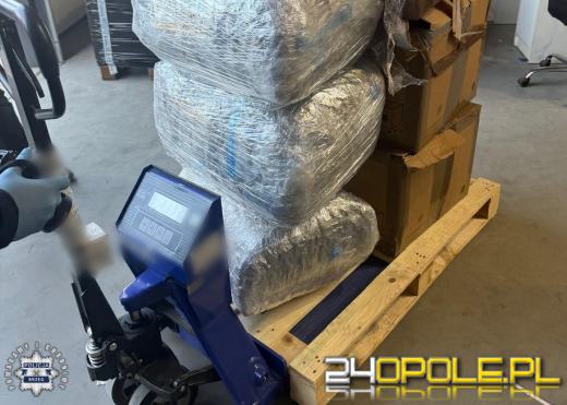 Policjanci zabezpieczyli marihuanę wartą 2,5 miliona złotych