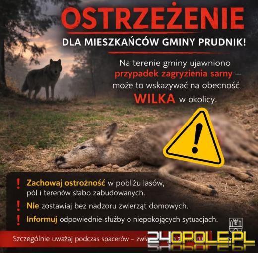 Ostrzeżenie w gminie Prudnik. Znaleziono zagryzioną sarnę, możliwa obecność wilka