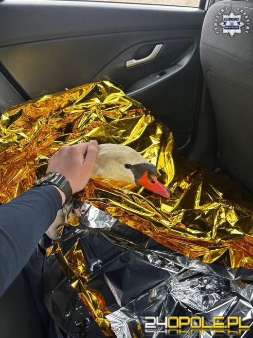 Nietypowa interwencja drogówki - łabędź uwięziony w ogrodzeniu