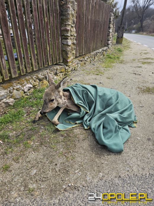 Namysłów: Policjanci pomogli rannym sarnom. Zwierzęta trafiły do azylu