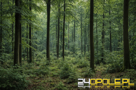 Zwłoki psa w lesie pod Brzegiem. Na posesji kolejne zwierzęta i narkotyki