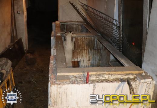 Zwierzęta w fatalnych warunkach, narkotyki i broń. 37-latek z Brzegu przed sądem