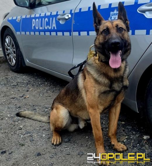 Wagat zasilił szeregi głubczyckiej policji. Nowy pies już w służbie