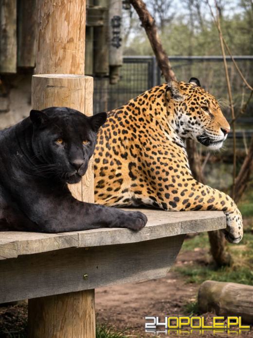 Piękna para w opolskim zoo. Jaguary Yana i Yuma razem