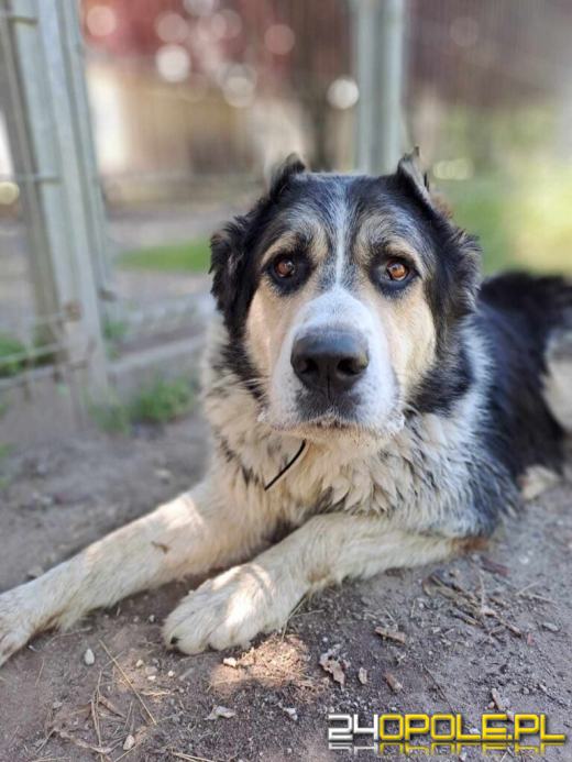 "Pomóżcie mi ocalić życie Hałka". Schronisko odpowiada na zarzuty byłej wolontariuszki