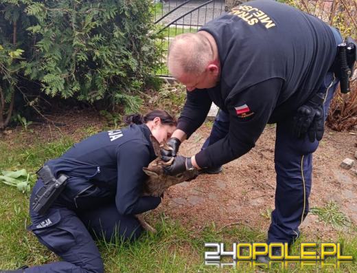 Koziołek utknął na posesji w Kluczborku. Pomogli policjanci i strażnicy miejscy