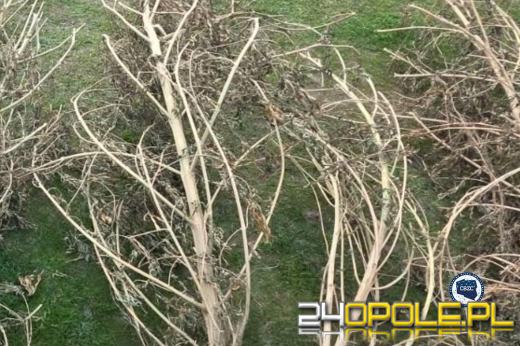 CBZC uderza w narkobiznes na Opolszczyźnie. Zatrzymano 27 osób WIDEO