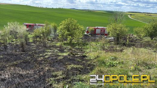 Pożar traw przy ul. Dolinskiej. Strażacy interweniowali w Strzelcach Opolskich