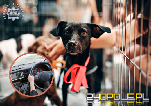 Przyjechał adoptować psa - miał ponad 2 promile