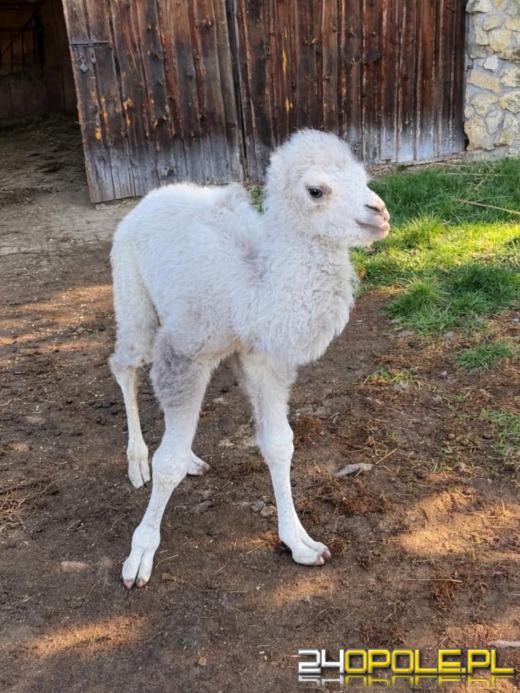 Narodziny białego wielbłąda. Opiekunowie walczą o jego zdrowie
