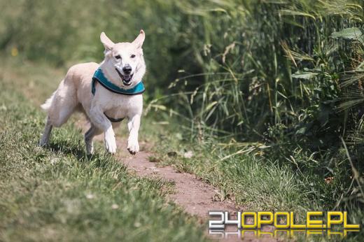 Niskokaloryczne smaczki dla psa - na co zwrócić uwagę przy wyborze?