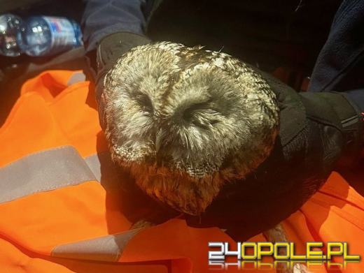 Policjanci wspólnie ze zgłaszającym pomogli rannej sowie