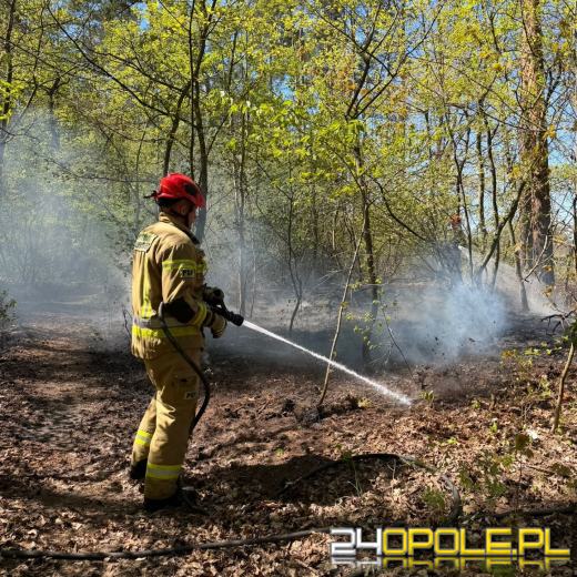 Pożar ściółki leśnej. Służby apelują o ostrożność
