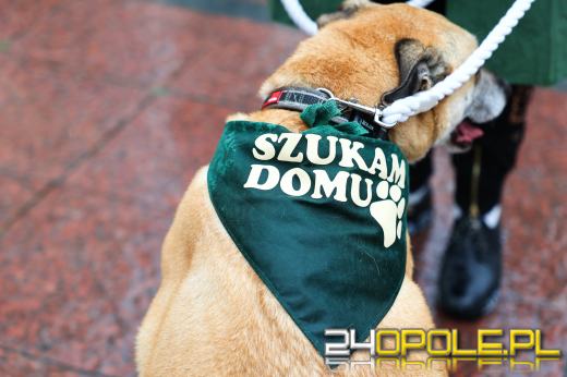 Parada kundelków przeszła przez centrum Opola mimo deszczu