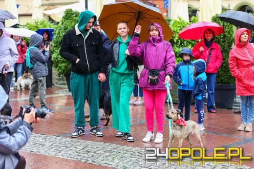 Parada kundelków przeszła przez centrum Opola mimo deszczu