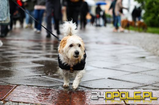 Parada kundelków przeszła przez centrum Opola mimo deszczu