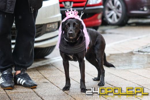 Parada kundelków przeszła przez centrum Opola mimo deszczu