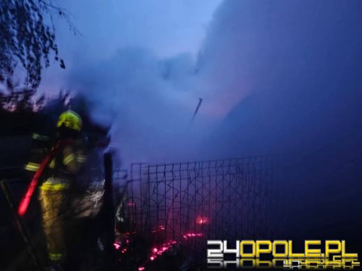 Kilkanaście psów spłonęło żywcem - policjanci wyjaśniają okoliczności zdarzenia