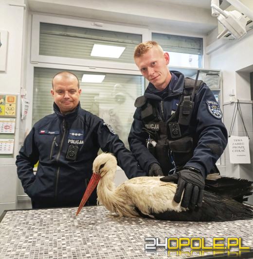 Policjanci z Tarnowa Opolskiego pomogli w ratowaniu rannego bociana