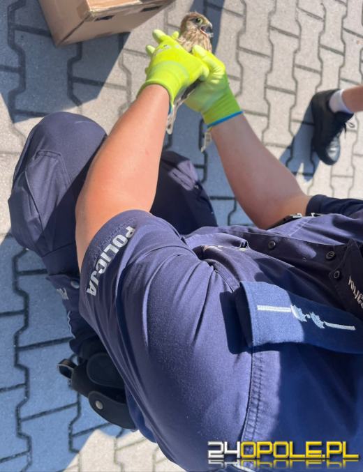 Nietypowa interwencja policjantów z Namysłowa