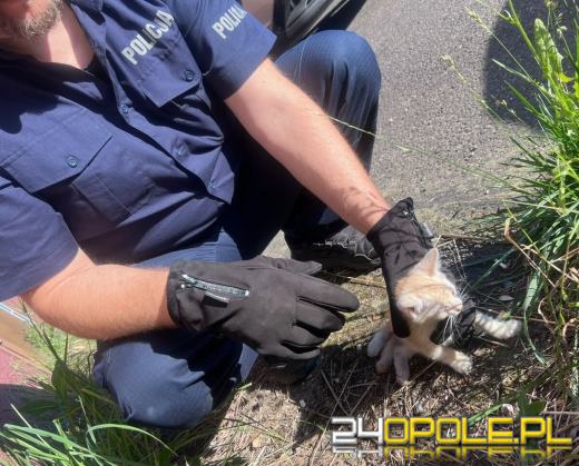 Kędzierzyn-Koźle. Kotek utknął pod autem, pomogli policjanci