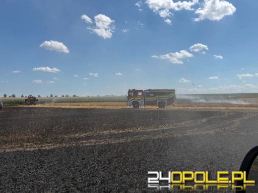 Pożar zboża w Giełczycach. Spłonęło około 60 hektarów upraw