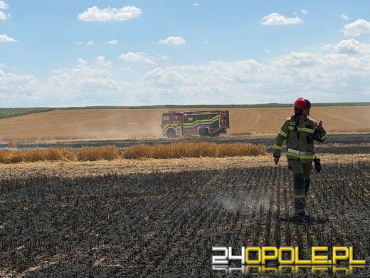 Pożar zboża w Giełczycach. Spłonęło około 60 hektarów upraw