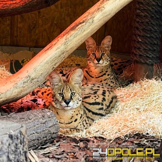 Talinka zamieszkała w opolskim zoo. Samica dołączyła do Lucka