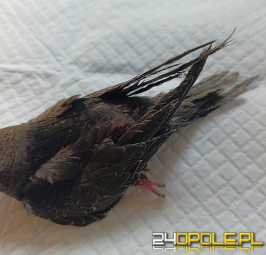 Jerzyki umierają przez niewłaściwą "pomoc"