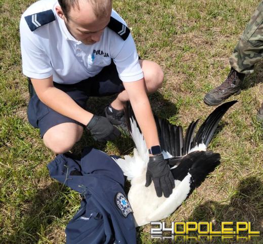 Policjanci z ogniwa wodnego w Turawie uratowali rannego bociana