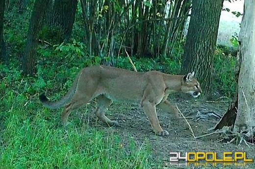 Puma na wyspie Bolko? Policja wyjaśnia zgłoszenie z okolic zoo