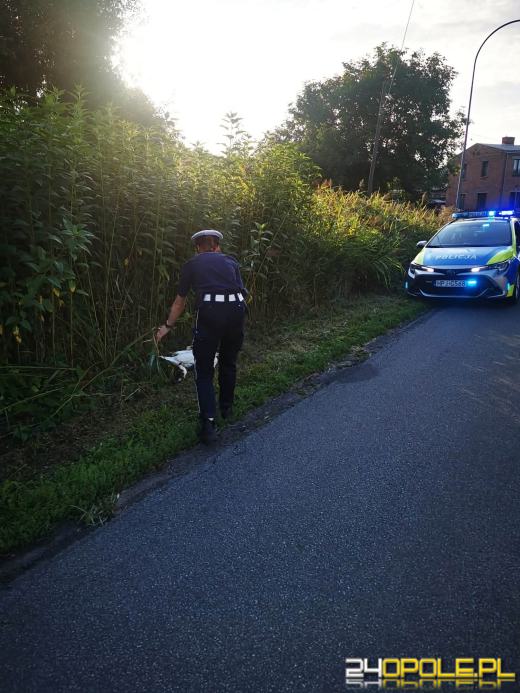 Kacza rodzina spacerowała po jezdni. Interweniowali namysłowscy policjanci
