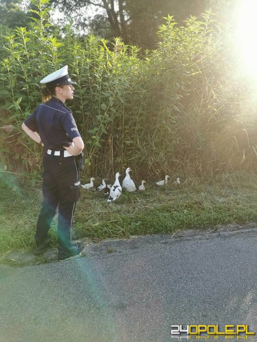 Kacza rodzina spacerowała po jezdni. Interweniowali namysłowscy policjanci