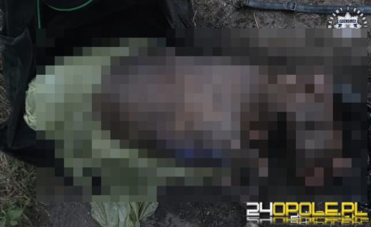 Policjanci ustalili właścicielkę psa znalezionego w Kanale Gliwickim