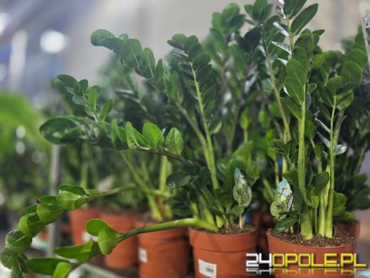 Niektórzy przychodzą tylko popatrzeć, ale wychodzą z pełną skrzynką