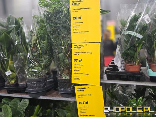 Niektórzy przychodzą tylko popatrzeć, ale wychodzą z pełną skrzynką