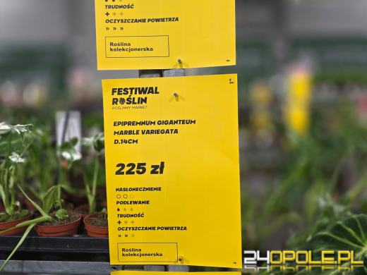 Niektórzy przychodzą tylko popatrzeć, ale wychodzą z pełną skrzynką