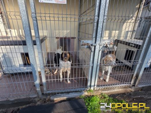 Opolskie schronisko świętuje 33. urodziny. Najważniejsze życzenie? Nowe domy