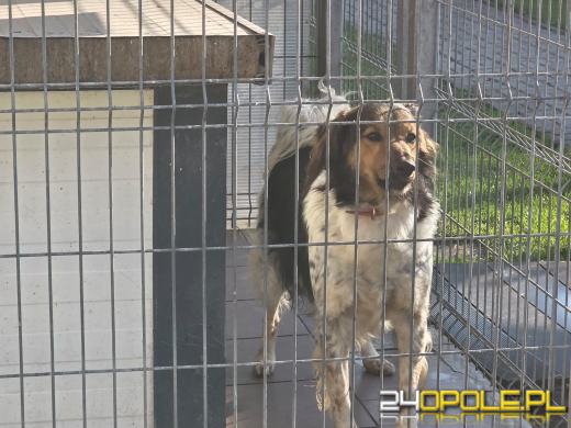Opolskie schronisko świętuje 33. urodziny. Najważniejsze życzenie? Nowe domy