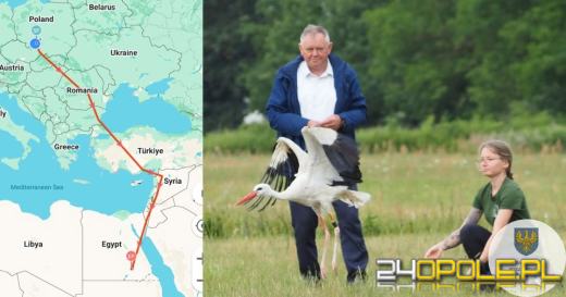 Sukces opolskiego ośrodka rehabilitacji zwierząt. Uratowany bocian dotarł do Afryki