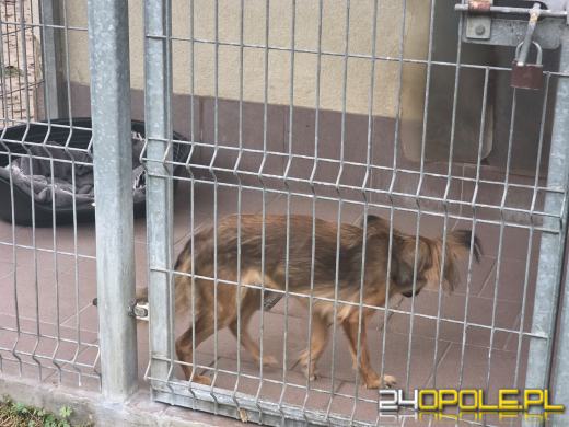Wychudzoną suczkę przerzucono przez płot schroniska w Opolu WIDEO