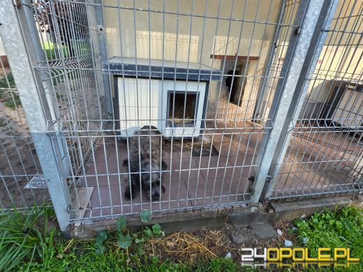 Opolskie schronisko świętuje 33. urodziny. Najważniejsze życzenie? Nowe domy