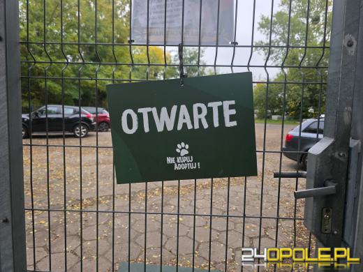Wychudzoną suczkę przerzucono przez płot schroniska w Opolu WIDEO