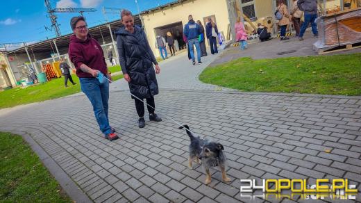 Opolskie schronisko świętuje 33. urodziny. Najważniejsze życzenie? Nowe domy